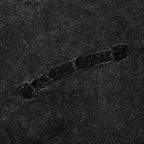 Chrome Hearts T-shirt 2263